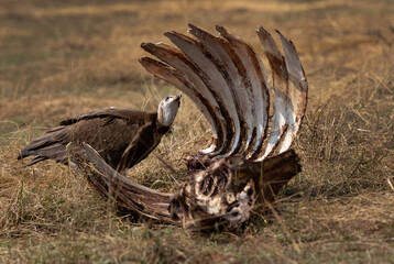 Hooded vulture scavenging a carcass at Masai Mara, Kenya