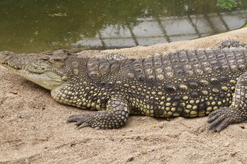 Obraz premium crocodile