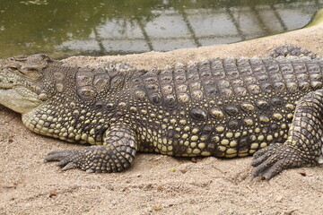 crocodile
