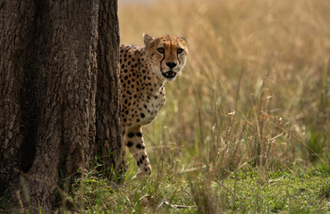 A Cheetah behind a tree, Masai Mara, kenya