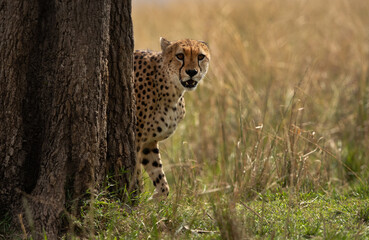 A Cheetah behind a tree, Masai Mara, kenya