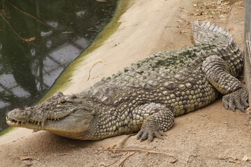 crocodile