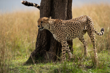 Cheetahs moving around a tree for territory marking, Masai Mara, Kenya