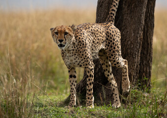 A Cheetah marking  moving around a tree for territory at Masai Mara, Kenya