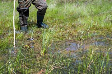 Swamp swamp overcoming in special marsh rubber boots and with a safety stick.