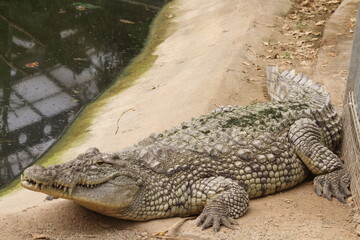 crocodile
