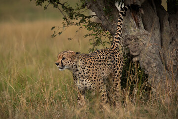 Cheetah marking territory on a tree, Masai Mara, Kenya