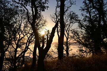 sunset in the forest