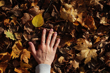 Young man hand and fallen autumn leaves on the ground. Photo was taken 9 October 2022 year, MSK time in Russia. - 537623513