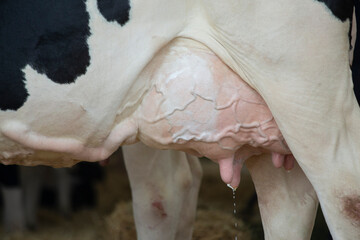 udder of a cow leaking milk from her teats - obrazy, fototapety, plakaty