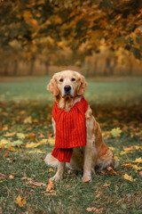 dog golden retriever labrador in autumn at sunset on a walk in the autumn park with autumn leaves
