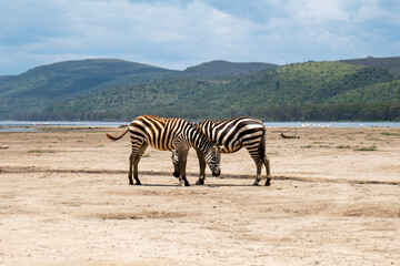 Zebras in the wild at Lake Nakuru National Park, Kenya