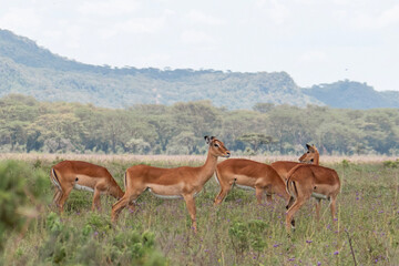A herd of antelopes grazing in the wild at Lake Nakuru National Park, Kenya