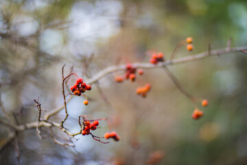 Tree branch with colorful autumn leaves and red berries close-up. Autumn background. Beautiful natural strong blurry background with copyspace