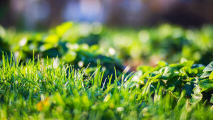 Background of natural landscape of green grass blades close up. Beautiful natural countryside landscape with strong blurry background