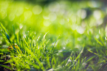 Background of natural landscape of green grass blades close up. Beautiful natural countryside landscape with strong blurry background
