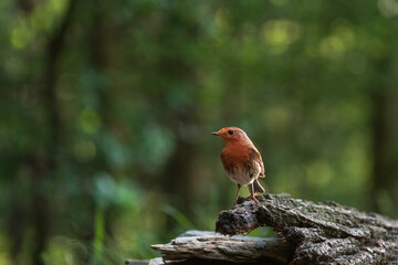 European robin (Erithacus rubecula)