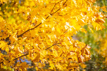Tree branch with colorful autumn leaves close up. Autumn background. Beautiful natural strong blurry background with copyspace