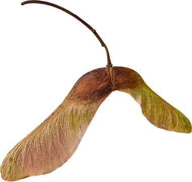 Maple seeds isolated on transparent background