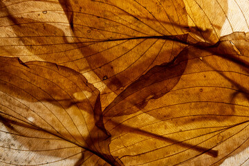 macro texture of autumnal dried leaves