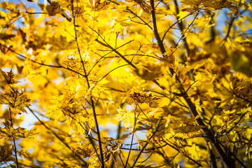 Tree branch with colorful autumn leaves close up. Autumn background. Beautiful natural strong blurry background with copyspace