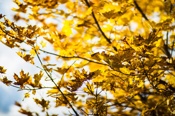 Tree branch with colorful autumn leaves close up. Autumn background. Beautiful natural strong blurry background with copyspace