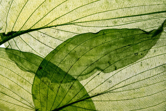 macro texture of autumnal dried leaves - Powered by Adobe