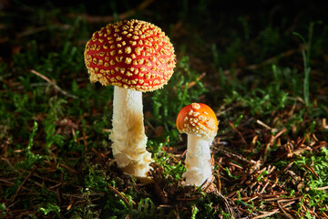 Amanita Muscaria, also called fly agaric or fly amanita, poisonous mushroom.   Fly Amanita  mushrooms in autumn