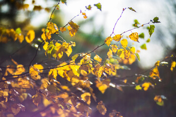 Tree branch with colorful autumn leaves close up. Autumn background. Beautiful natural strong blurry background with copyspace