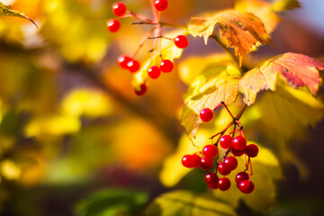 Tree branch with colorful autumn leaves and red berries close-up. Autumn background. Beautiful natural strong blurry background with copyspace