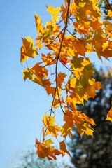 Fototapeta na wymiar Autumn maple branch copy