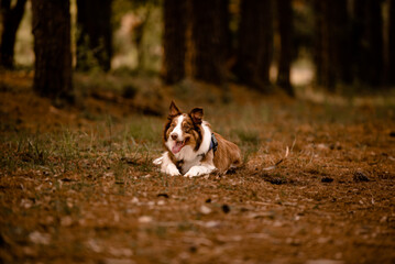 C&atilde;es na floresta