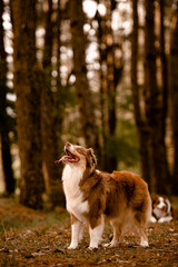 C&atilde;es na floresta