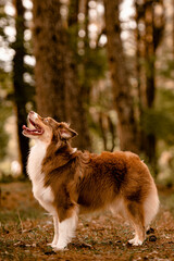 C&atilde;es brincando