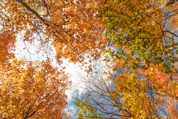 The tops of autumn maple trees against the blue sky