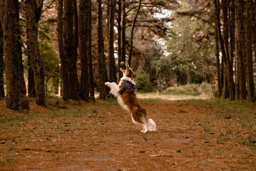 C&atilde;o brincando