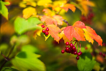 Tree branch with colorful autumn leaves and red berries close-up. Autumn background. Beautiful natural strong blurry background with copyspace