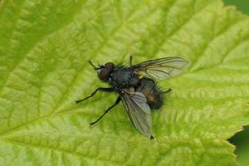 Closeup on European blowfliy, Bellardia vulgaris, sitting on a green leaf