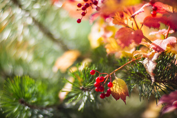 Tree branch with colorful autumn leaves and red berries close-up. Autumn background. Beautiful natural strong blurry background with copyspace