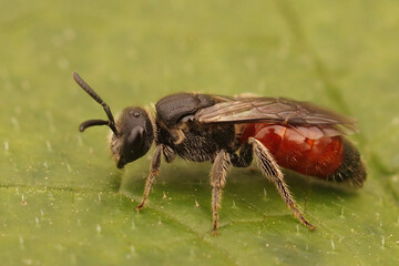 Closeup on a colorful, kleptoparasite White lipped blood bee, Sphecodes albilabris
