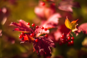 Tree branch with colorful autumn leaves and red berries close-up. Autumn background. Beautiful natural strong blurry background with copyspace