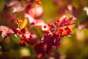 Tree branch with colorful autumn leaves and red berries close-up. Autumn background. Beautiful natural strong blurry background with copyspace