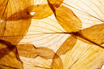 macro texture of autumnal dried leaves