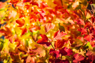 Tree branch with colorful autumn leaves close up. Autumn background. Beautiful natural strong blurry background with copyspace