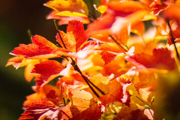 Tree branch with colorful autumn leaves close up. Autumn background. Beautiful natural strong blurry background with copyspace