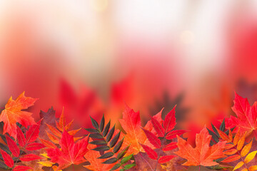 Variety of red and orange vibrant Autumn leaves at bottom of frame with blurry background