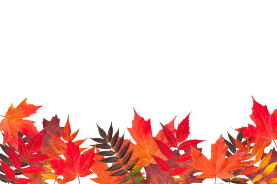 Variety of Autumn leaves bottom of frame isolated cutout