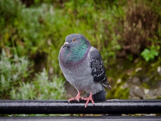 Pigeon Perched in a Park