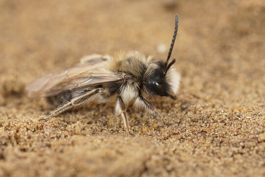 Closeup on a male of the Ashy mining bee, Andrena cineraria sitting on the ground