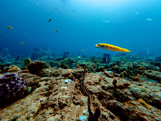 Fototapeta na wymiar underwater view of coral reef with fish